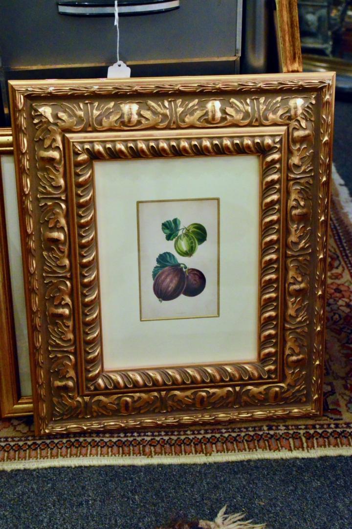 Shop Framed botanical of fruit - gooseberry | Hunt & Gather