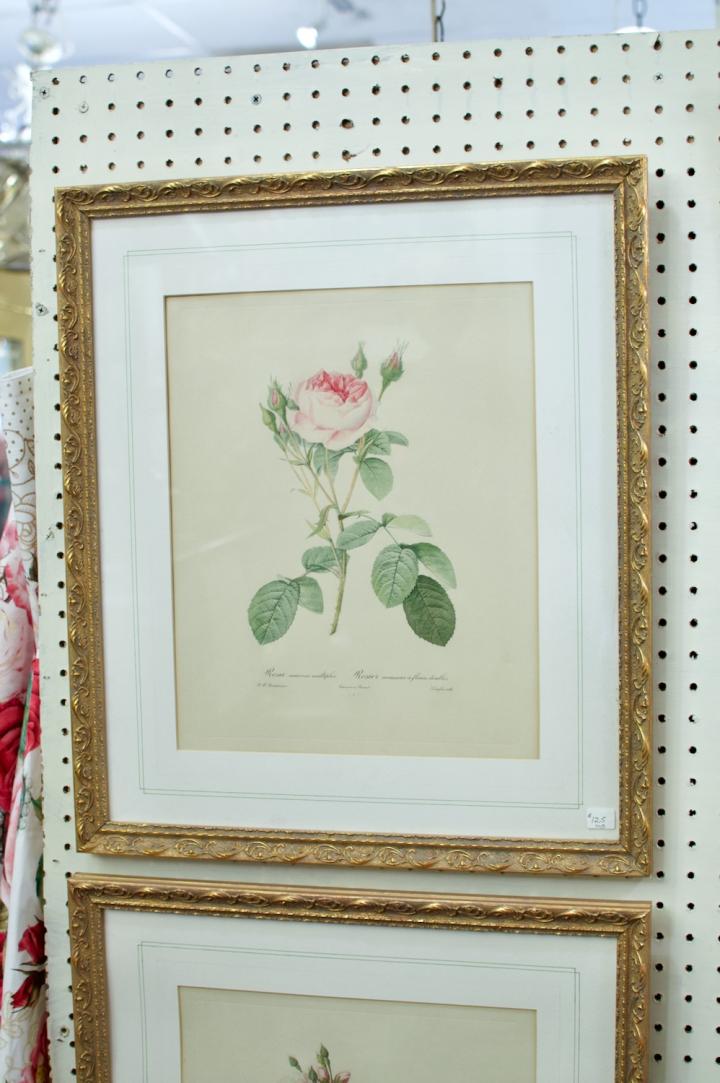 Shop Botanical print | Hunt & Gather