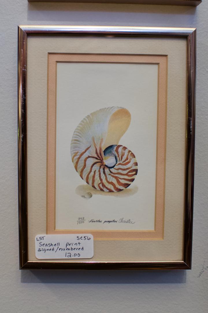 Shop Seashell print - signed / numbered | Hunt & Gather