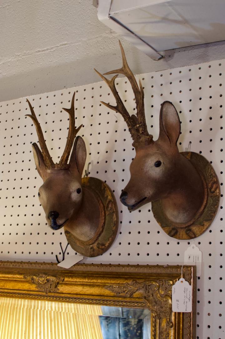 Shop Deer head with real antlers | Hunt & Gather