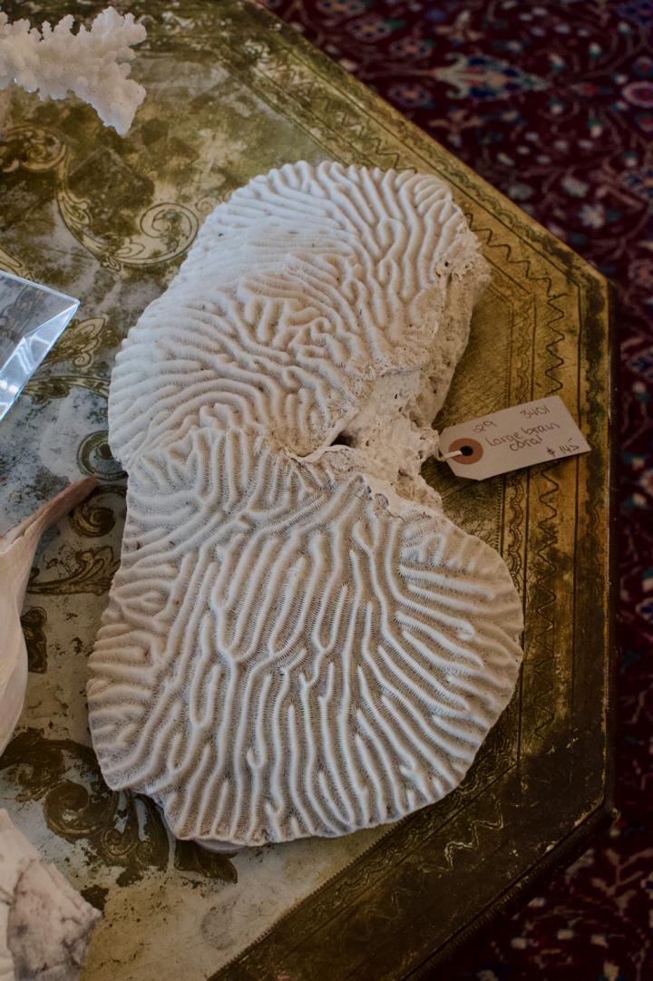 Shop Large brain coral | Hunt & Gather