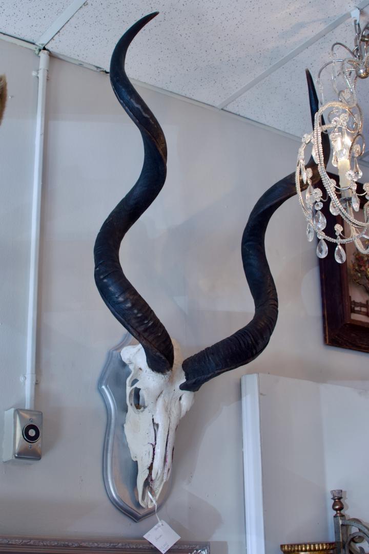 Shop Horns | Hunt & Gather
