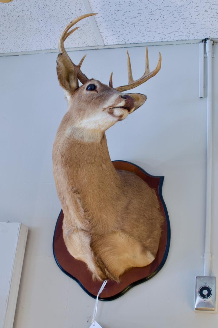 Shop Mounted deer | Hunt & Gather