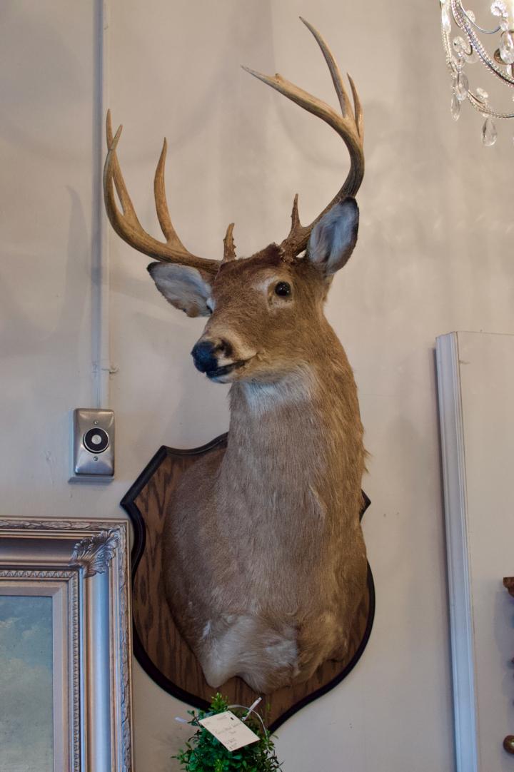 Shop Mounted deer | Hunt & Gather