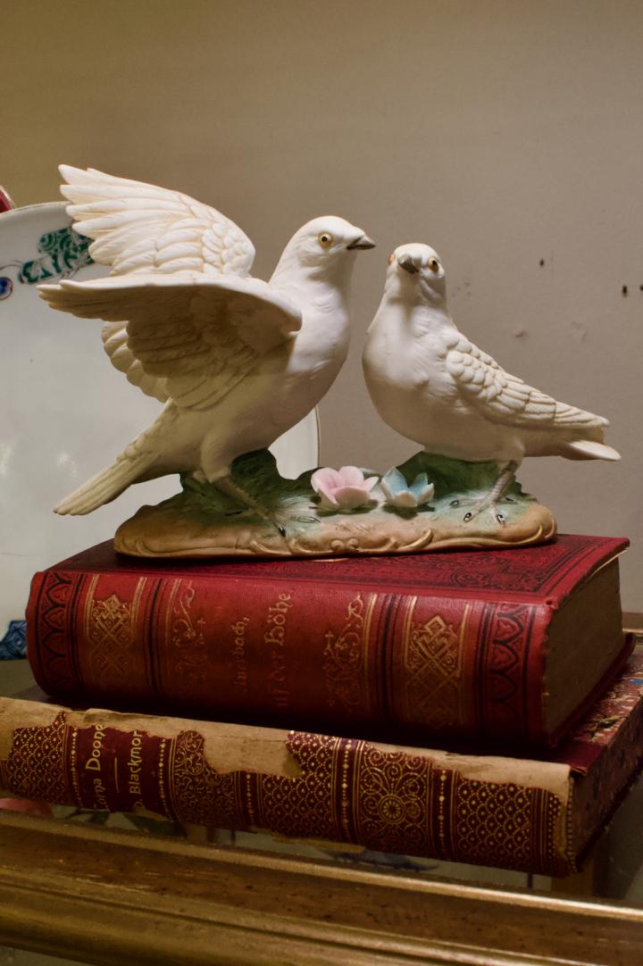 Shop Birds | Hunt & Gather