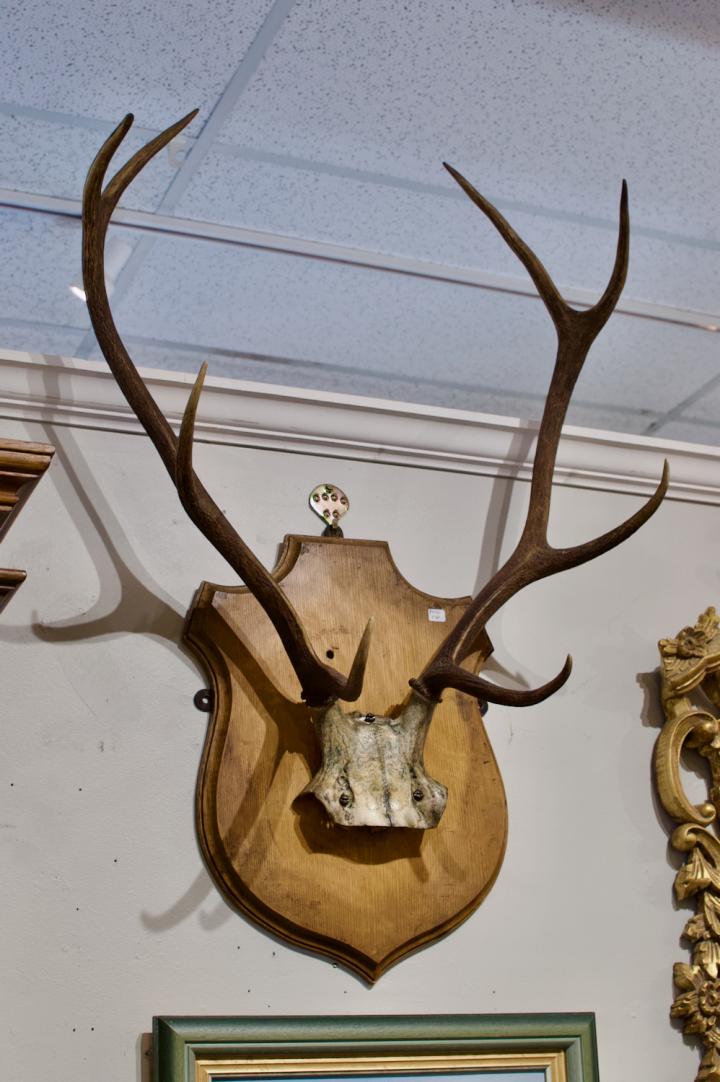 Shop Antlers taxidermy mount | Hunt & Gather