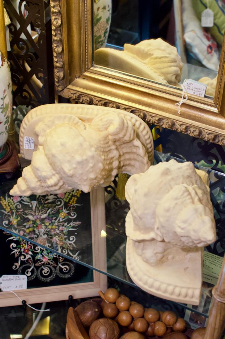 Shop Conch shell bracket pair | Hunt & Gather