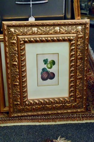 Framed botanical of fruit - gooseberry