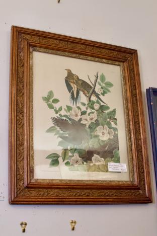 Antique framed Audubon print - Carolina turtle doves