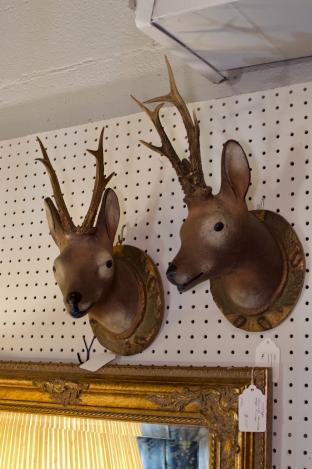 Deer head with real antlers