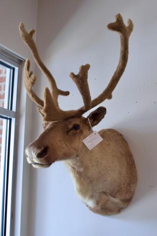 Mounted reindeer