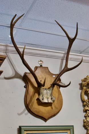 Antlers taxidermy mount