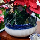 White / blue rim planter