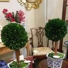 Boxwood topiary in blue and white china pot.