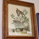 Antique framed Audubon print - Carolina turtle doves