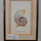 Seashell print - signed / numbered