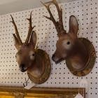 Deer head with real antlers