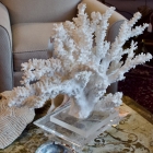 Natural coral on lucite base