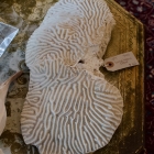 Large brain coral