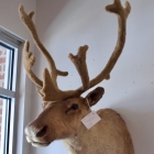 Mounted reindeer