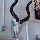 Horns