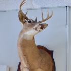 Mounted deer