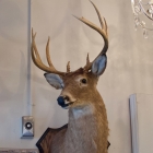 Mounted deer