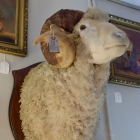 Vintage ram head mount