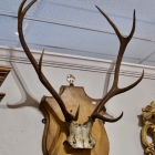 Antlers taxidermy mount