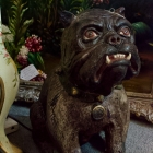 Bulldog